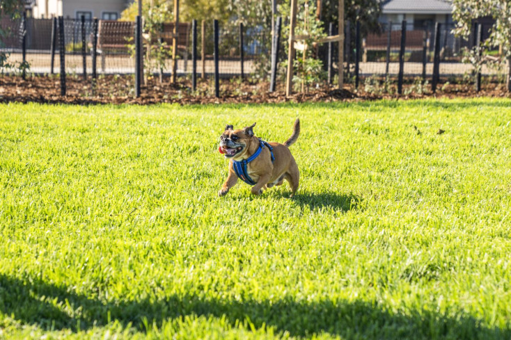 Alcock Road Reserve Dog Off-Leash Park Opening