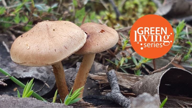 Fungi of Werribee River