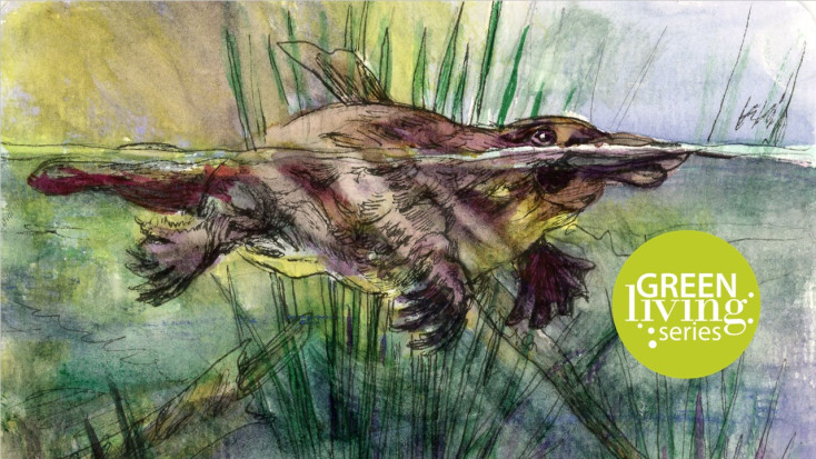 A Platypus Adventure