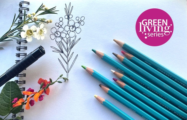 Illustration of native plant with coloured pencils and pen.