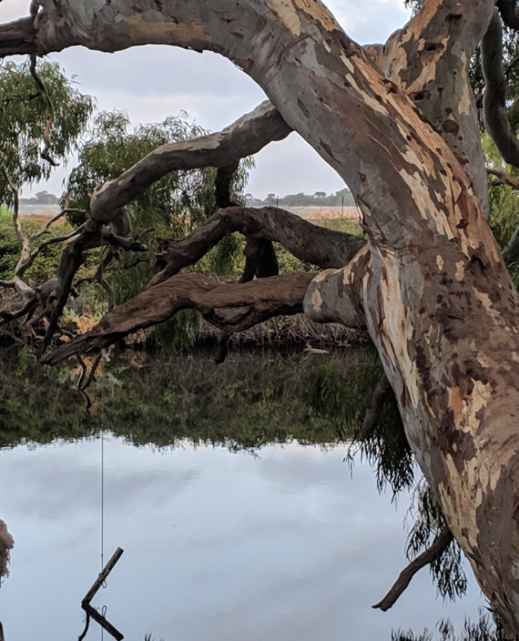 Wyndham Rotary Clean Up Australia Day