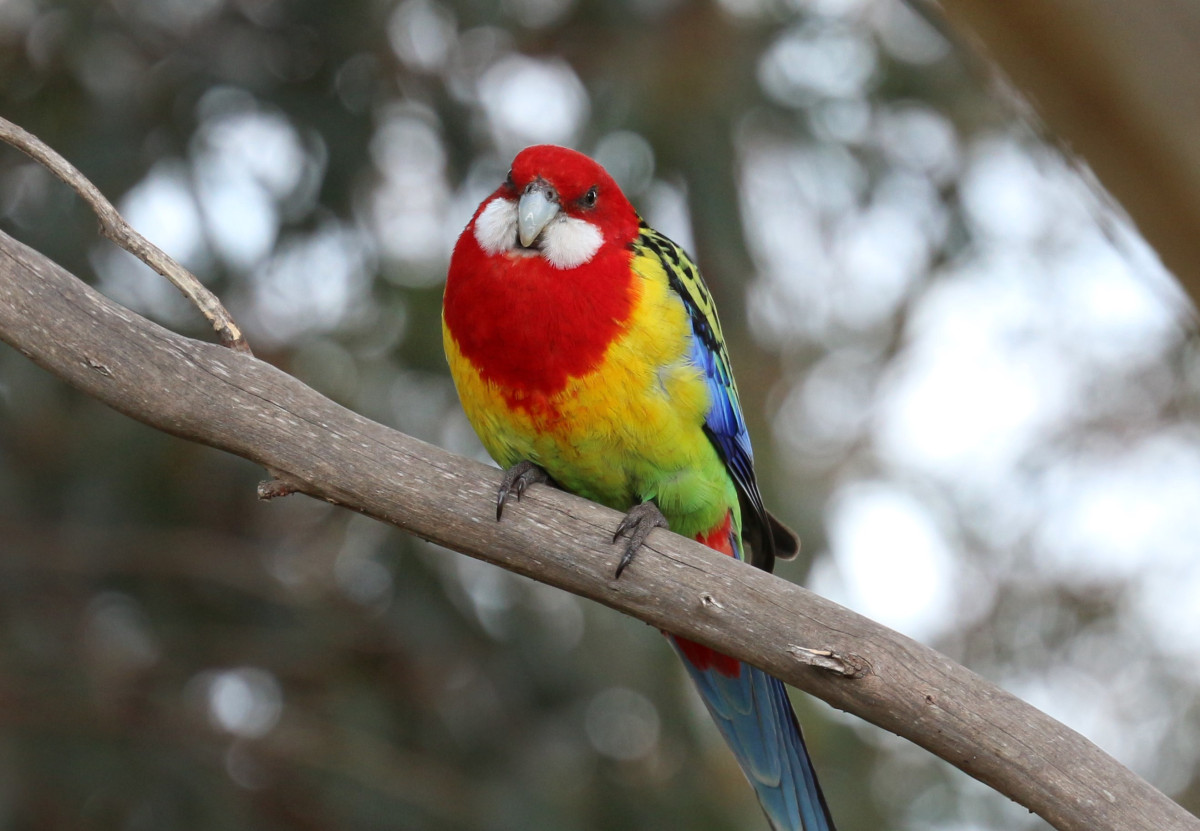 Biodiversity Policy 2024