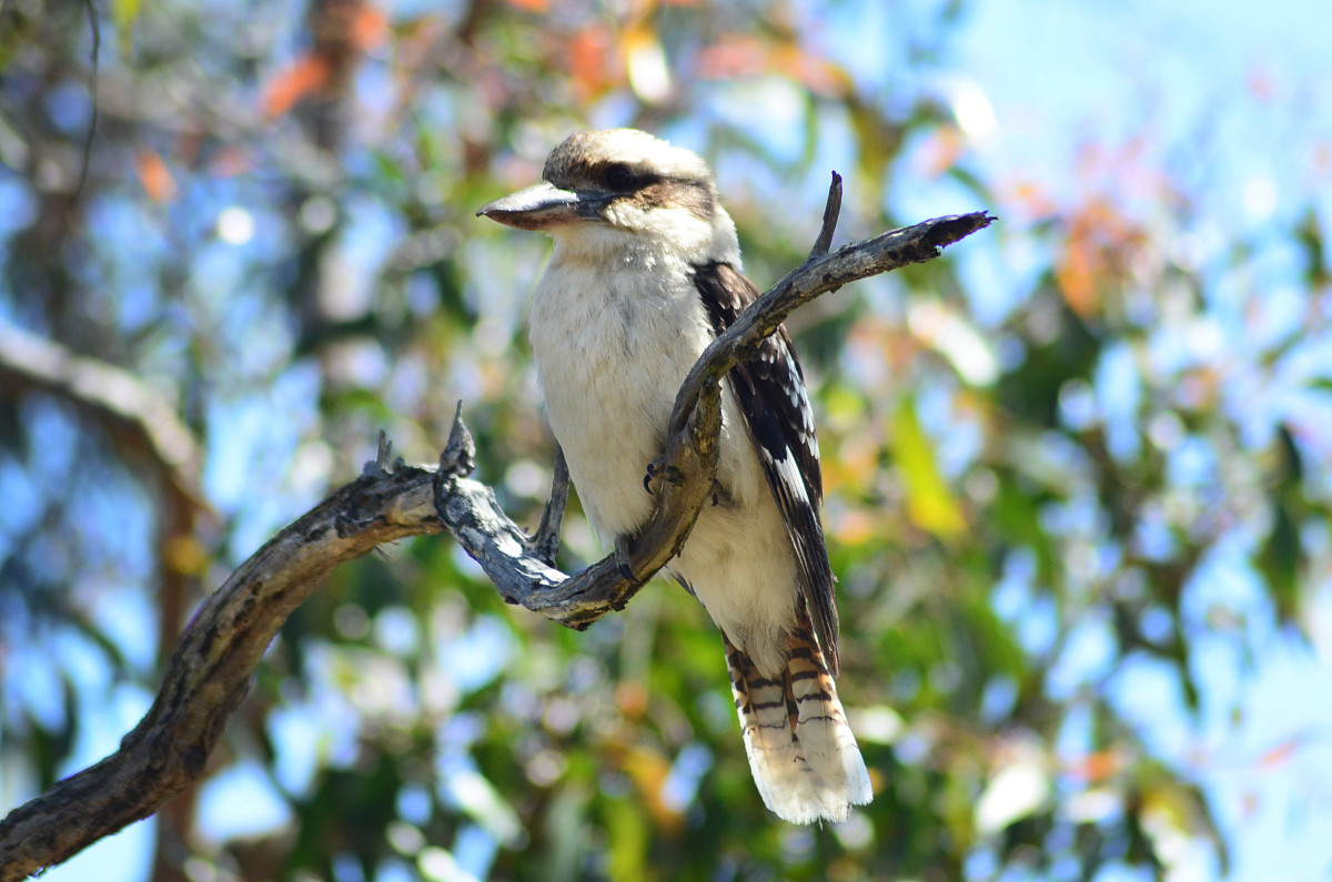 City Forest and Habitat Strategy (2017 – 2040)