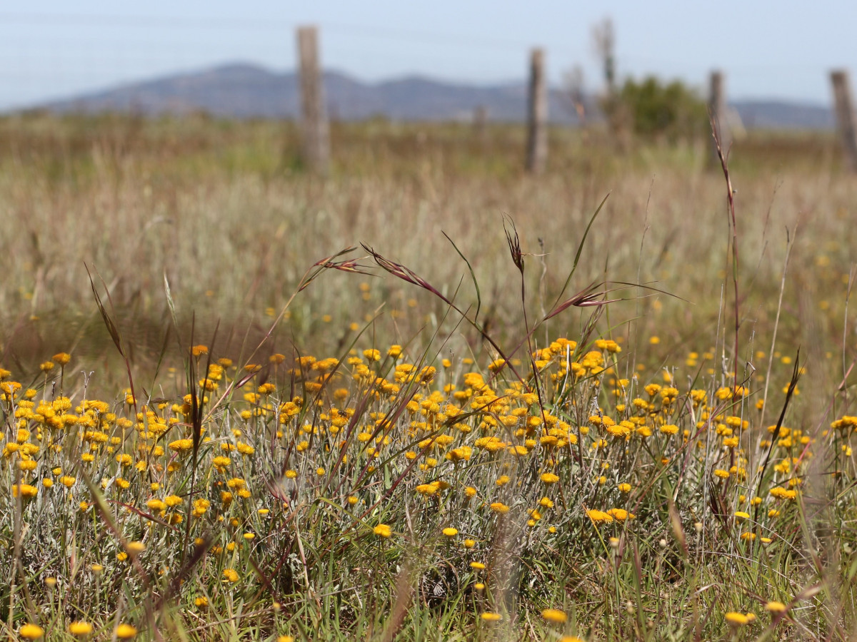 Western Grassland Reserve