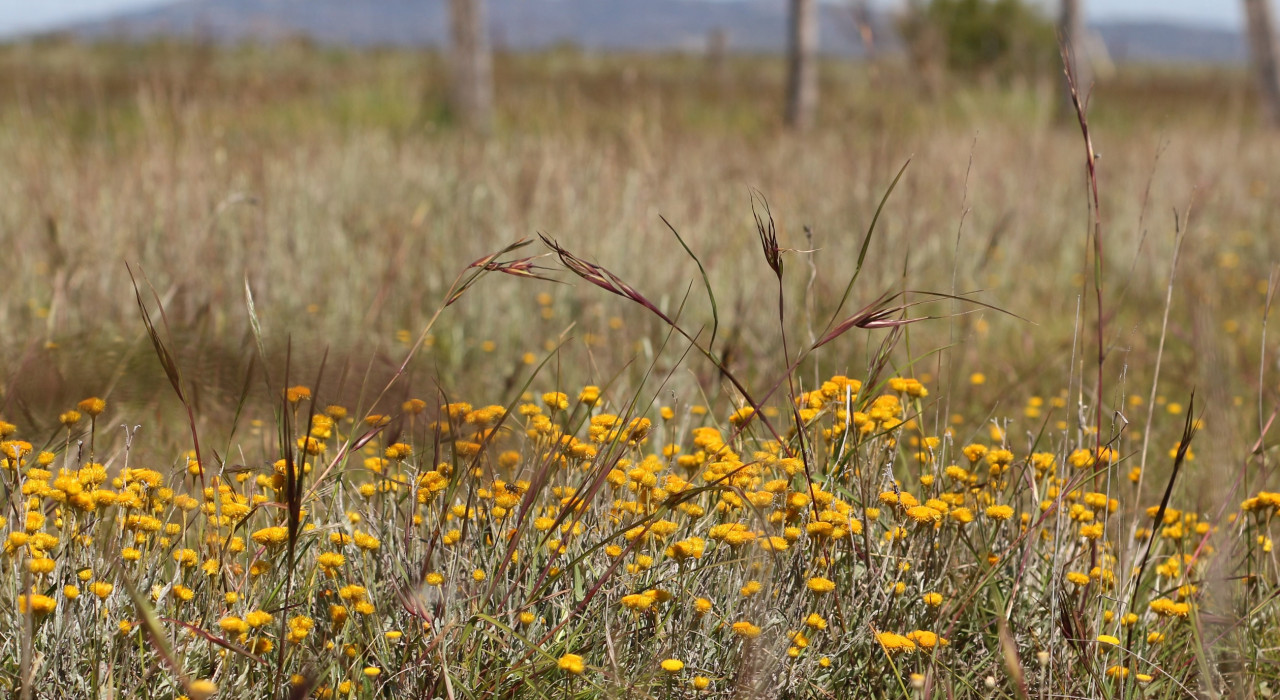 Western Grassland Reserve