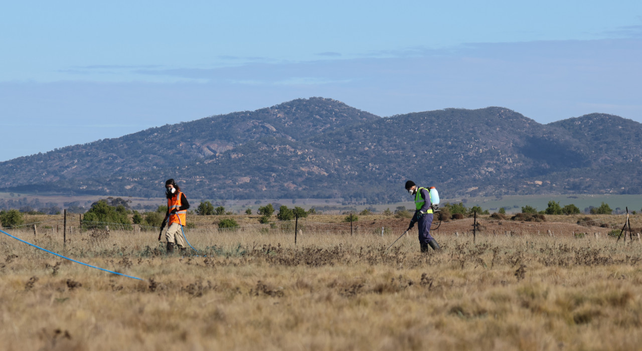 Western Grassland spray