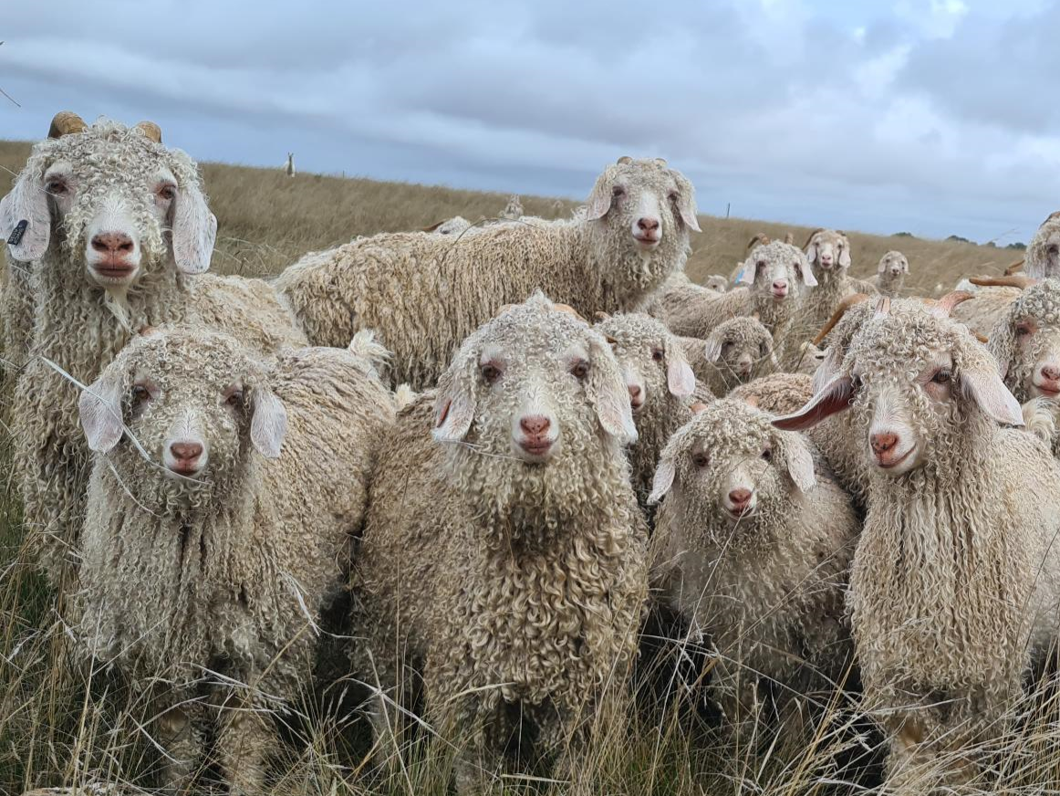 Sheep