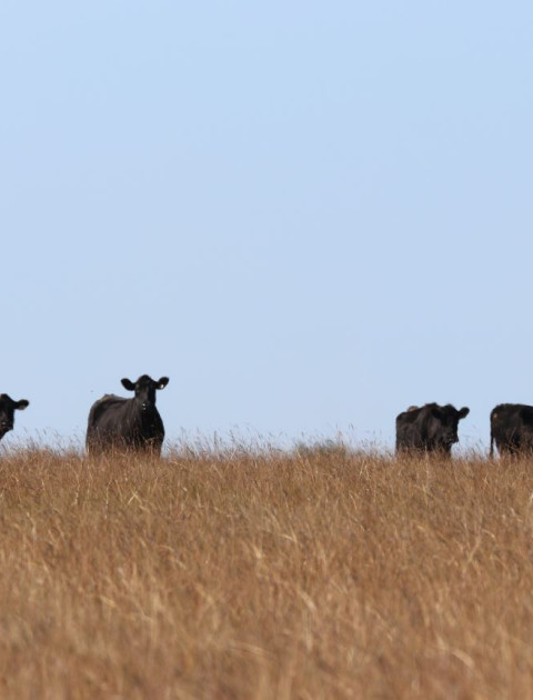 Land Protection Grant Scheme