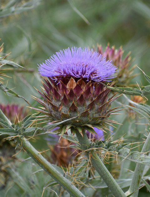 thistle