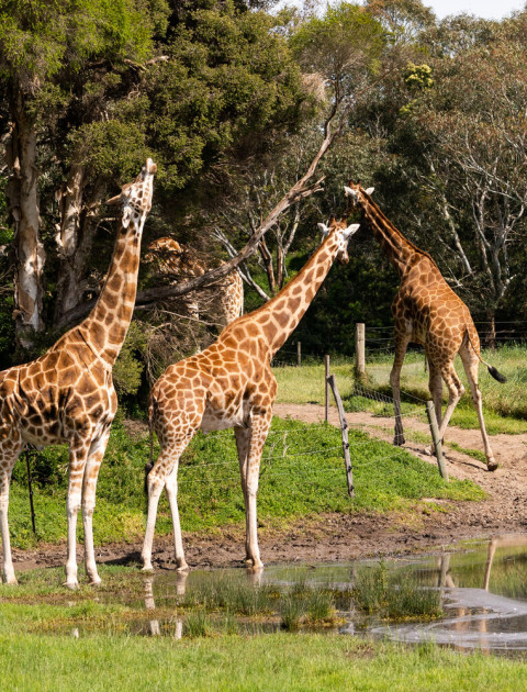 Visit Werribee and ATDW Website Listings