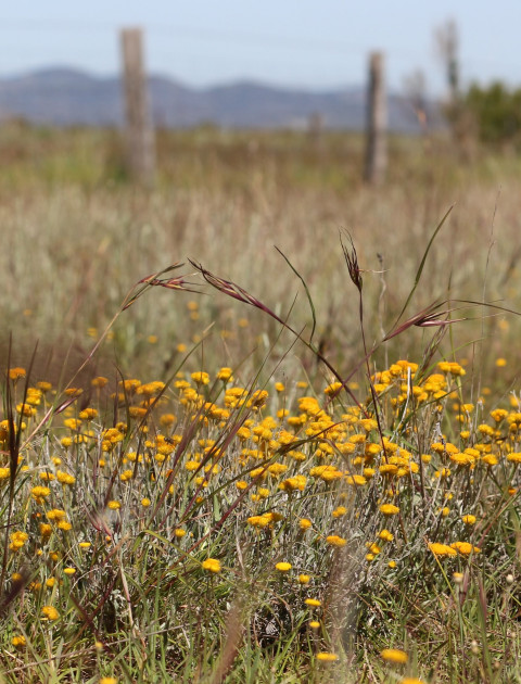 Western Grassland Reserve