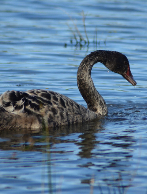 Swans on the Move - Drive with Care