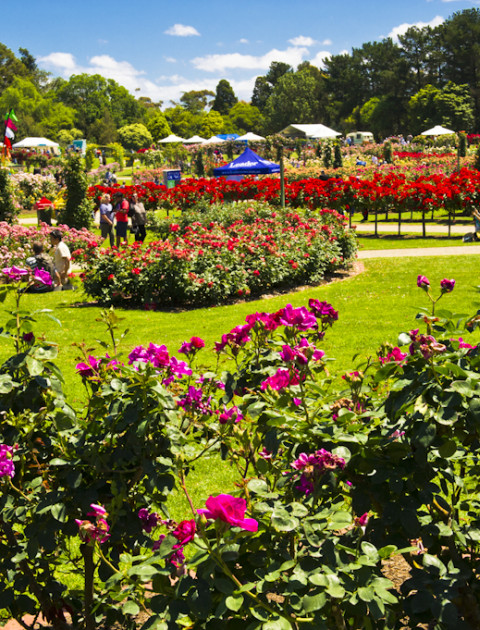 State Rose Garden