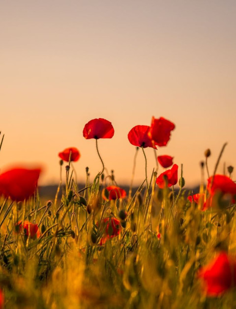 ANZAC Day Dawn Service Point Cook