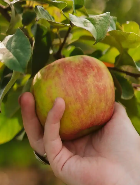 Growing and grafting fruit trees