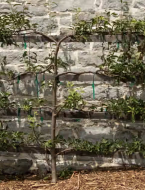 My Smart Garden - How to Espalier Fruit Trees with Scott Hitchins