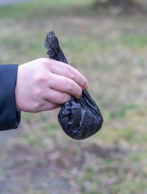 Dog poo