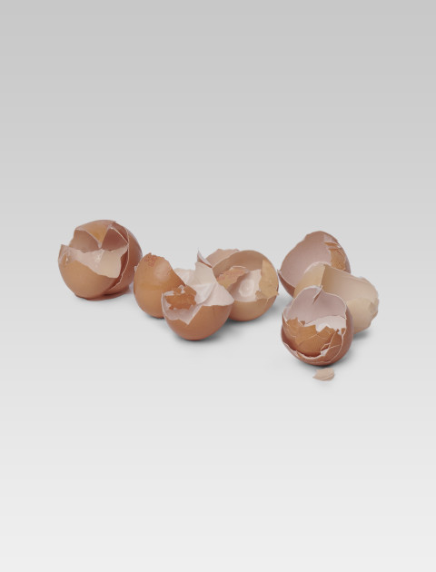 Egg Shells