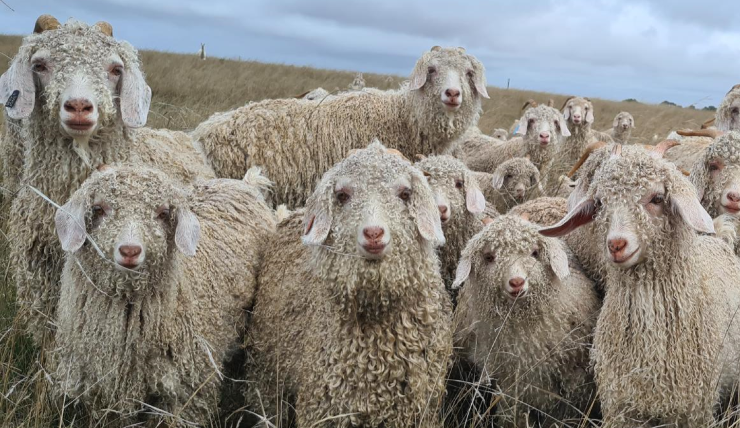 Sheep