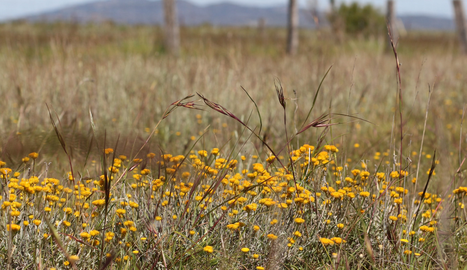 Western Grassland Reserve