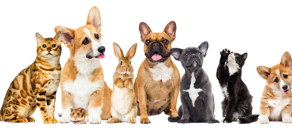 Pets & Animals Banner Image