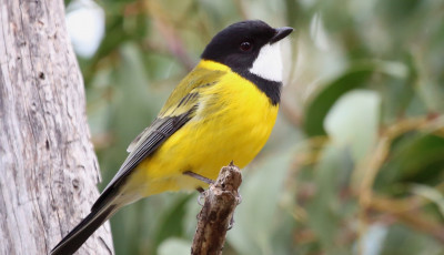 Bird watching