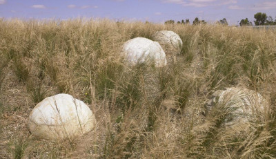 Boulders Float After Years of Erosion