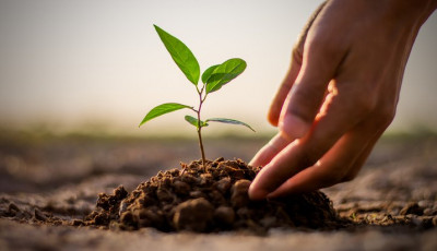 Street Tree Planting