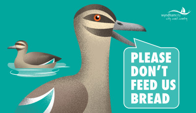 Duck Feeding