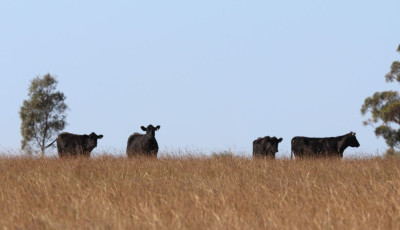Land Protection Grant Scheme