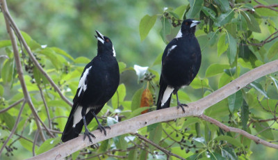 magpie