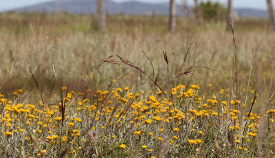 Western Grassland Reserve