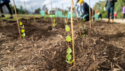 Trees and Naturestrips