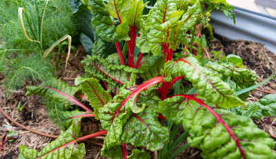 Green Living eNewsletter