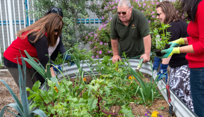 Workshops, gardening groups, seed library and more. Find out more about our Green Living programs and initiatives.