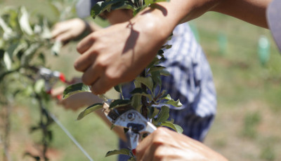 Pruning and taking care of fruit trees
