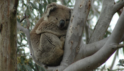 Image result for koala clancy foundation werribee