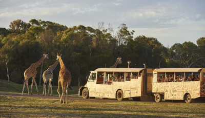Sunset Safari