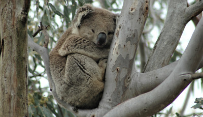 Koala Tour - Afternoon