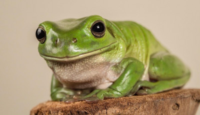 Frog sitting on log