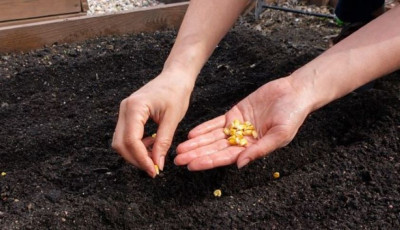 My Smart Garden - Seed Saving Workshop 