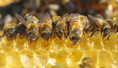 Bees drinking honey
