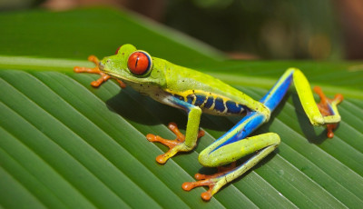 Love me like a Reptile - Werribee Library