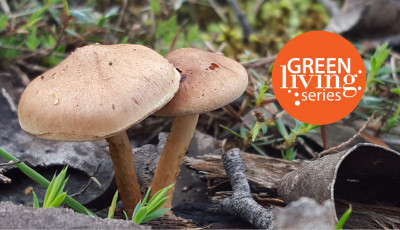 Fungi of Werribee River