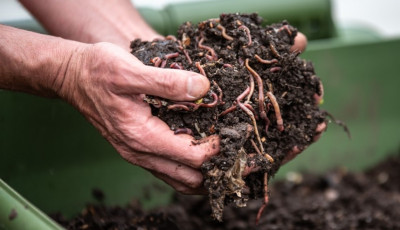 Hand holding compost with worms
