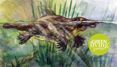 A Platypus Adventure