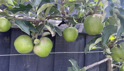 Backyard apple tree with growing apples