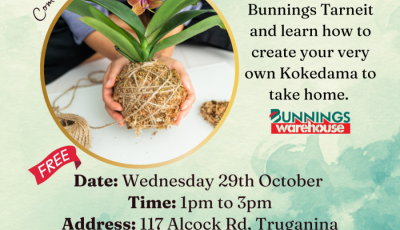 Seniors Festival - Create a Kokedama