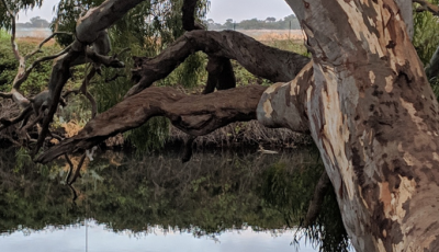Wyndham Rotary Clean Up Australia Day
