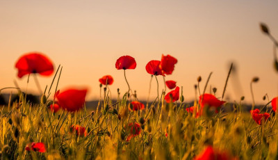ANZAC Day Dawn Service Point Cook